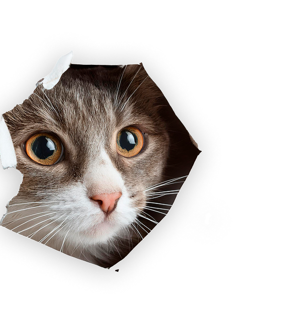 Gatico Kat Planner
